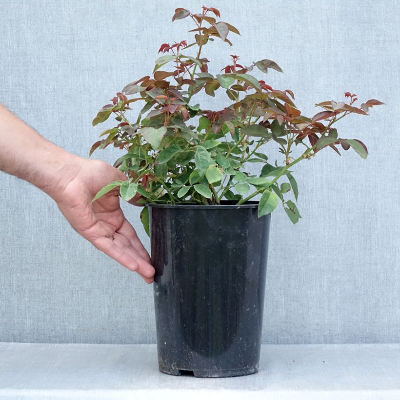 Esemplare di Rosa rampicante Zéphirine Drouhin Vaso da 4L/5L consegnato in estate
