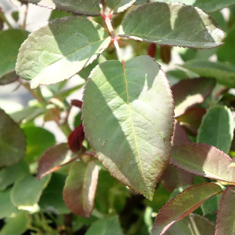 Rosa rampicante Zéphirine Drouhin (Fogliame)