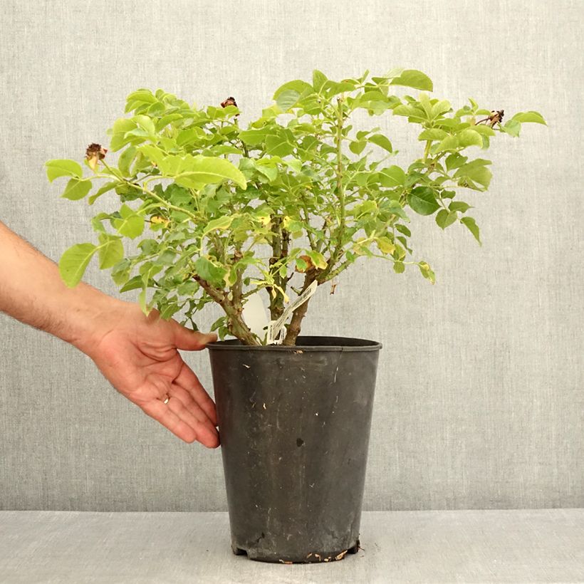 Esemplare di Rosa Jardin des Tuileries Vaso da 3L/4L consegnato in estate