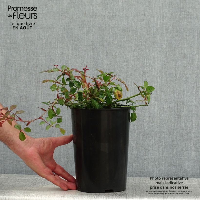 Esemplare di Rosa rampicante Adélaïde d’Orléans Vaso da 4L/5L consegnato in estate