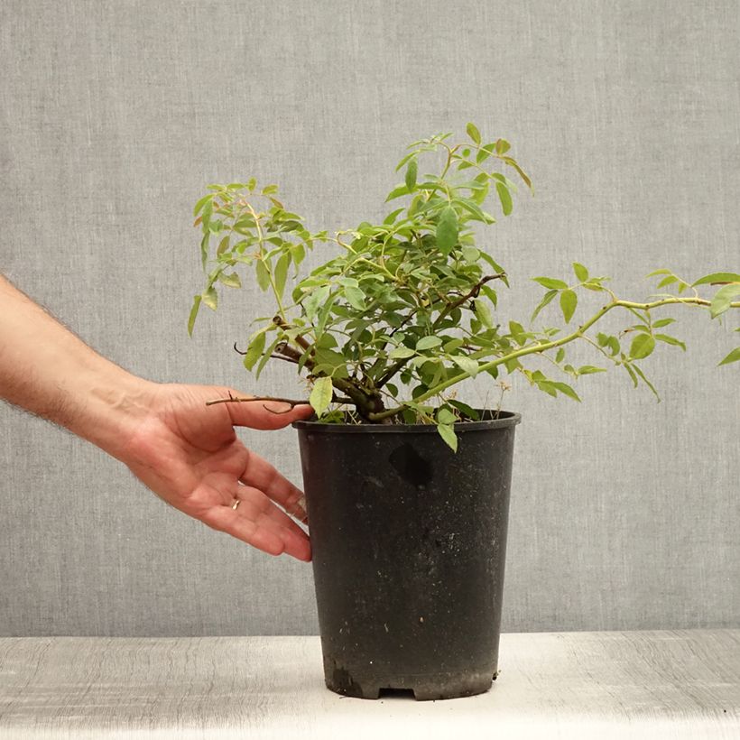 Esemplare di Rosa wichuraiana Albéric Barbier - Rosa rampicante Vaso da 4L/5L consegnato in estate