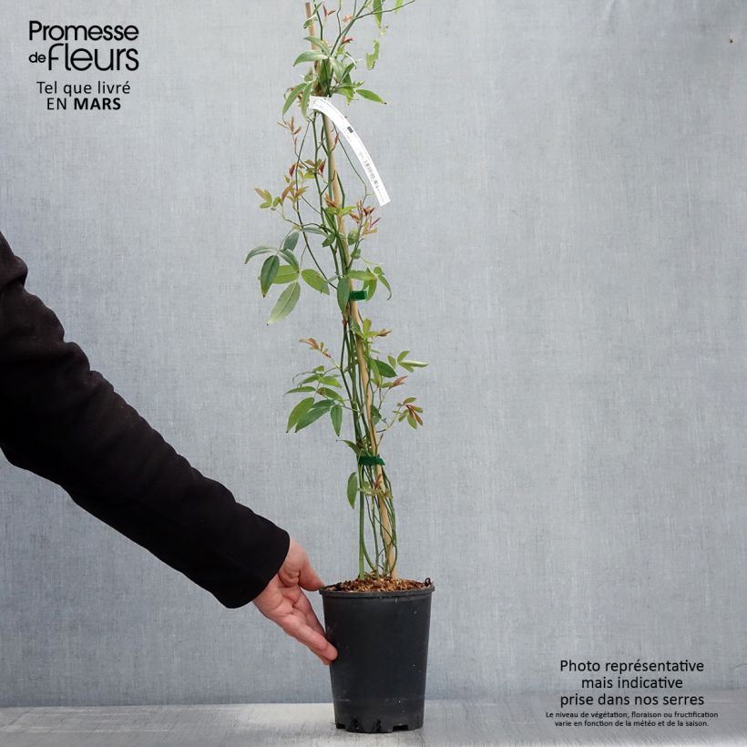 Rosa banksiae Purezza - Rosa di Lady Banks Vaso da 2L/3L esemplare consegnato in primavera