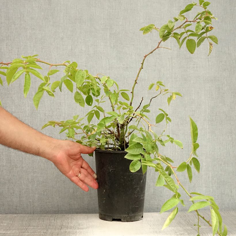 Esemplare di Rosa multiflora Bobbie James Vaso da 4L/5L consegnato in estate