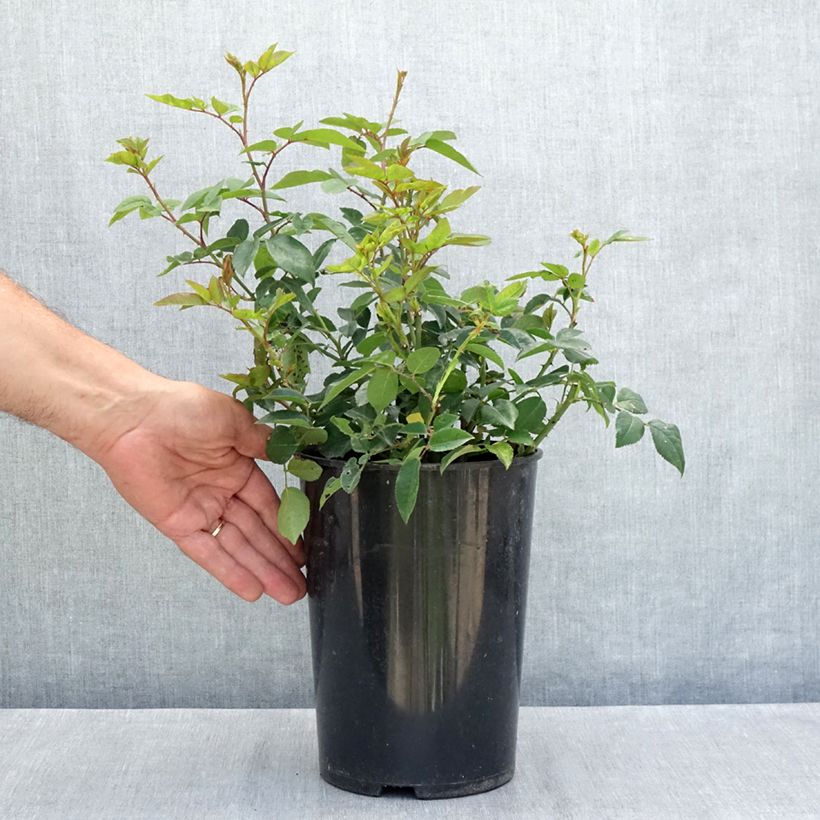 Esemplare di Rosa rampicante Felicité et Perpétue Vaso da 4L/5L consegnato in estate