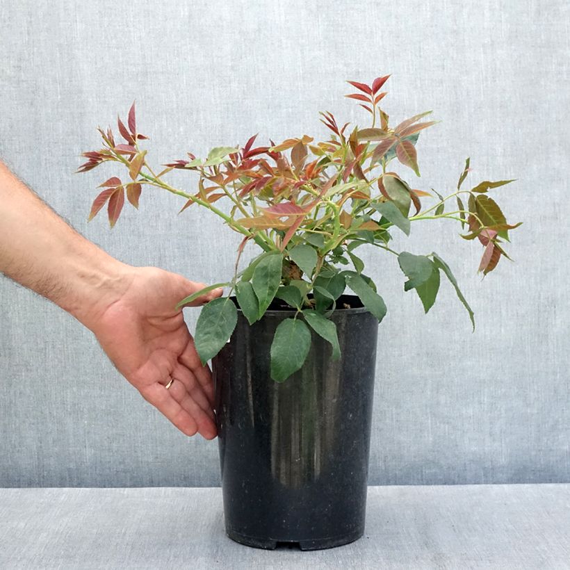 Esemplare di Rosa rampicante Kiftsgate Vaso da 4L/5L consegnato in estate