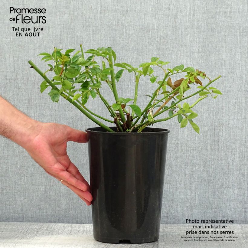 Esemplare di Rosa multiflora Maria Lisa Vaso da 4L/5L consegnato in estate