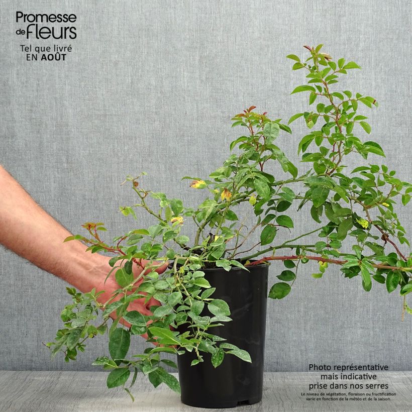 Esemplare di Rosa wichuraiana Paul Noel - Rosa rampicante Vaso da 4L/5L consegnato in estate