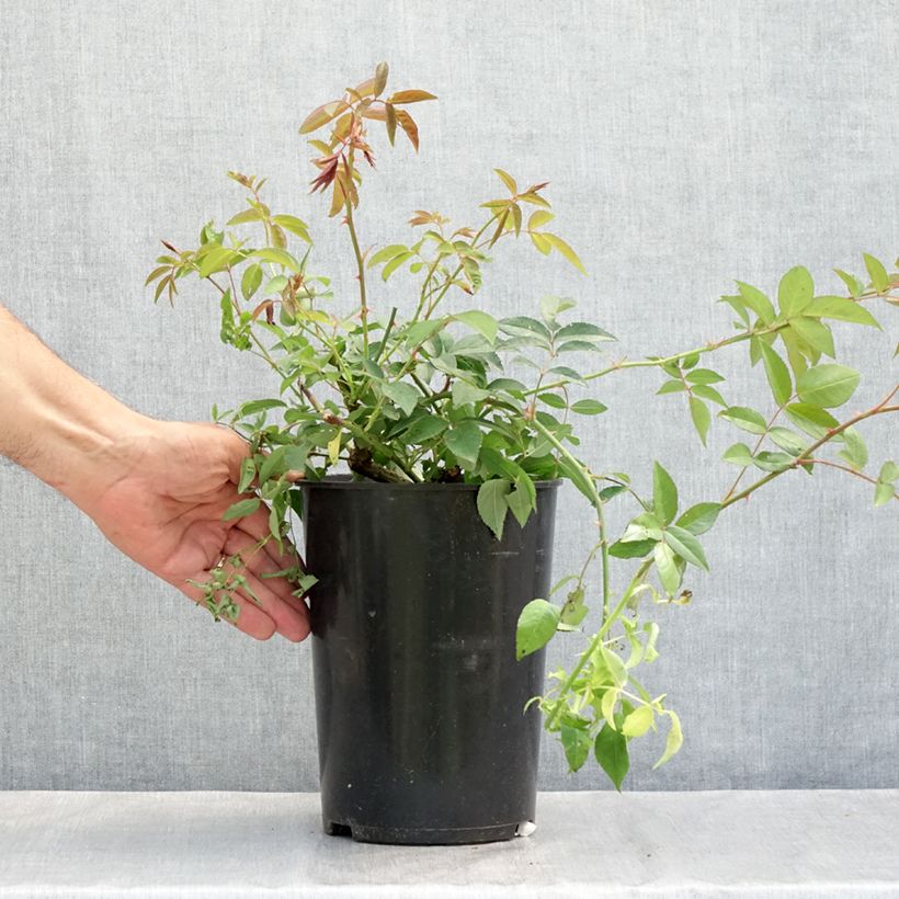 Esemplare di Rosa moscata rampicante Paul's Himalayan Musk Vaso da 4L/5L consegnato in estate