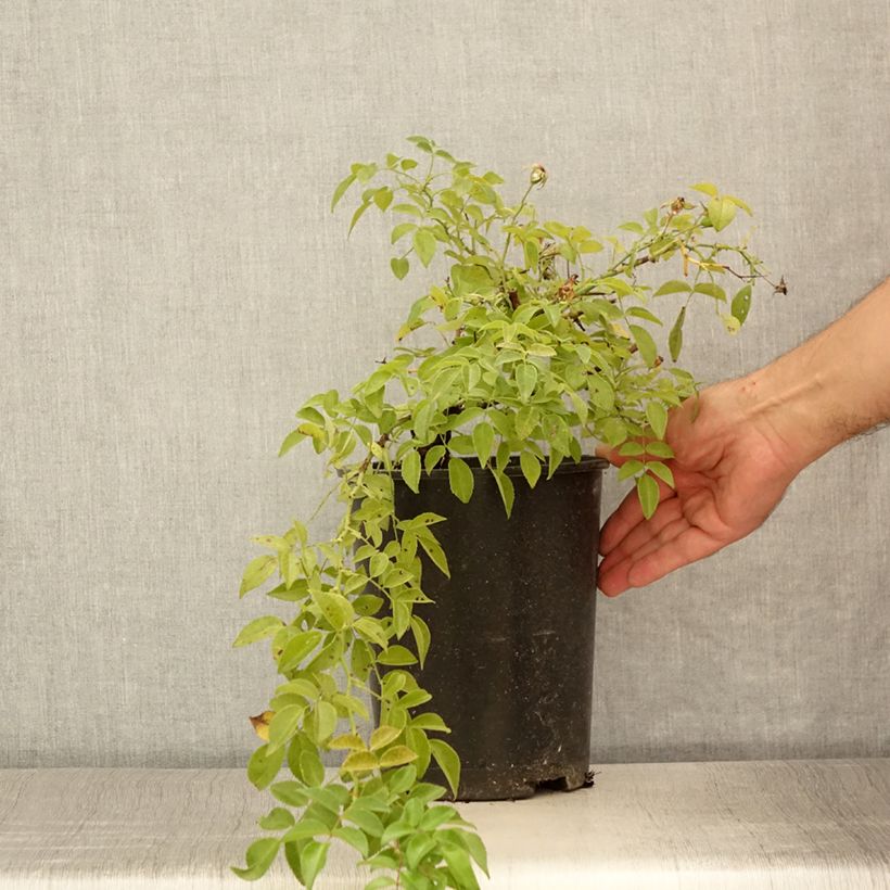 Esemplare di Rosa wichuraiana Sander's White Rambler - Rosa rampicante Vaso da 4L/5L consegnato in estate