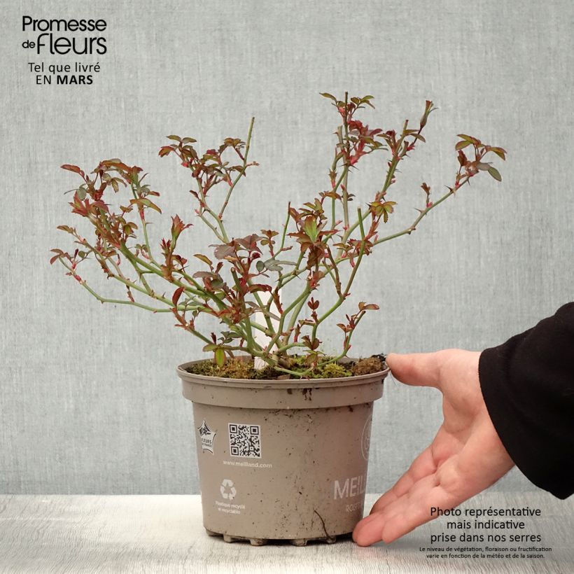Rosa tappezzante Meillandecor Pink Chantilly Meilevire Vaso da 4L/5L esemplare consegnato in primavera