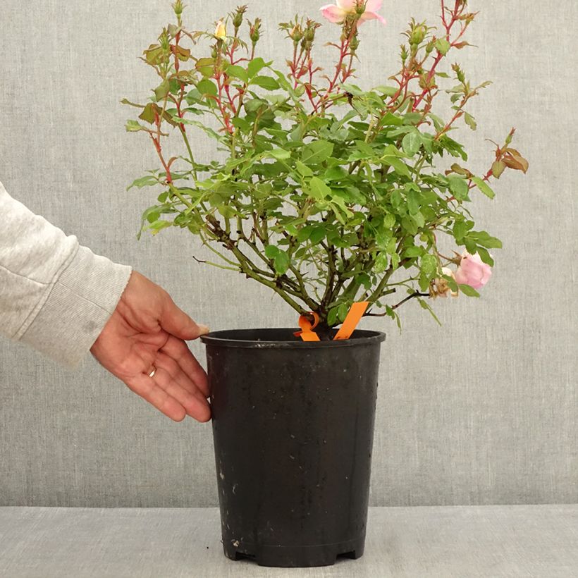 Esemplare di Rosa tappezzante Meillandecor Pink Chantilly Meilevire Vaso da 4L/5L consegnato in estate