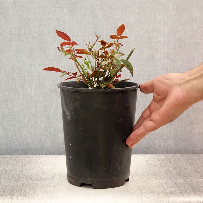 Esemplare di Rosa tappezzante Orange Morsdag Vaso da 3L/4L consegnato in estate