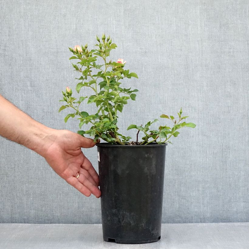 Esemplare di Rosa tappezzante Aria Babylon Eyes Vaso da 4L/5L consegnato in estate