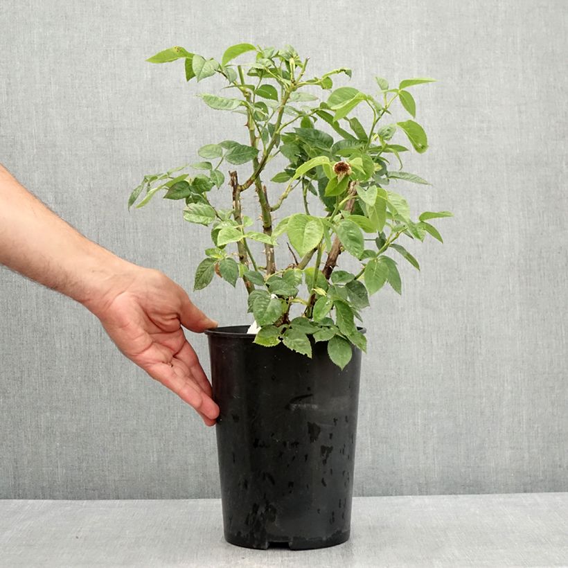 Esemplare di Rosa tappezzante Bordure d'Or 'Delbojaun' Vaso da 2L/3L consegnato in estate