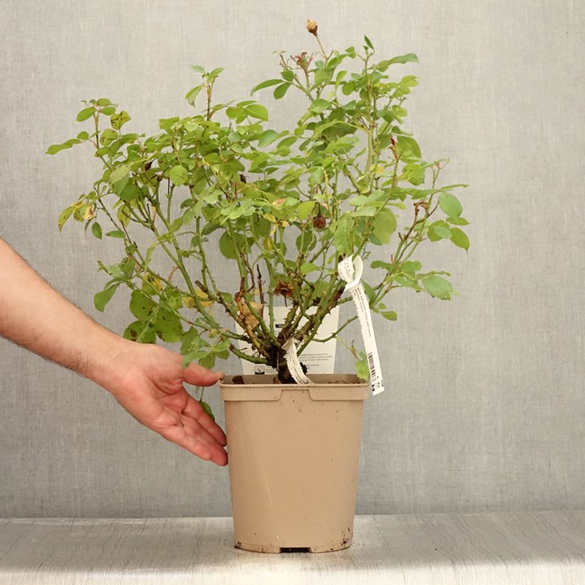 Esemplare di Rosa tappezzante Bordure Nacrée 'Delcrouf' Vaso da 4L/5L consegnato in estate