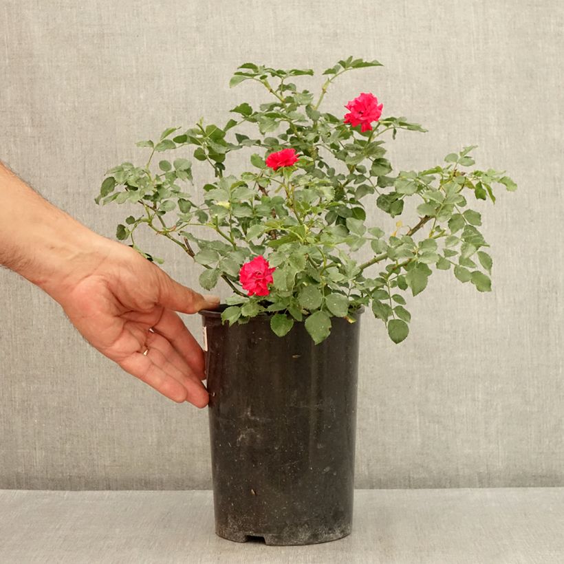 Esemplare di Rosa tappezzante Rood Moorsdag Vaso da 3L/4L consegnato in estate