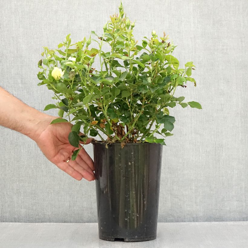 Esemplare di Rosa tappezzante Glorious Babylon Eyes Vaso da 4L/5L consegnato in estate