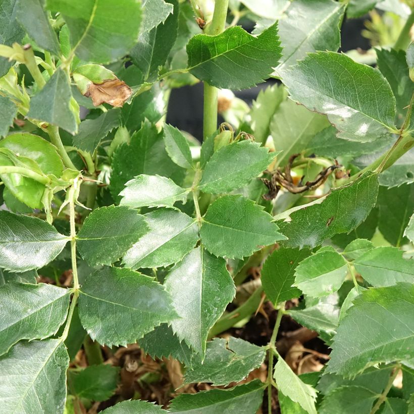 Rosa tappezzante Glorious Babylon Eyes (Fogliame)