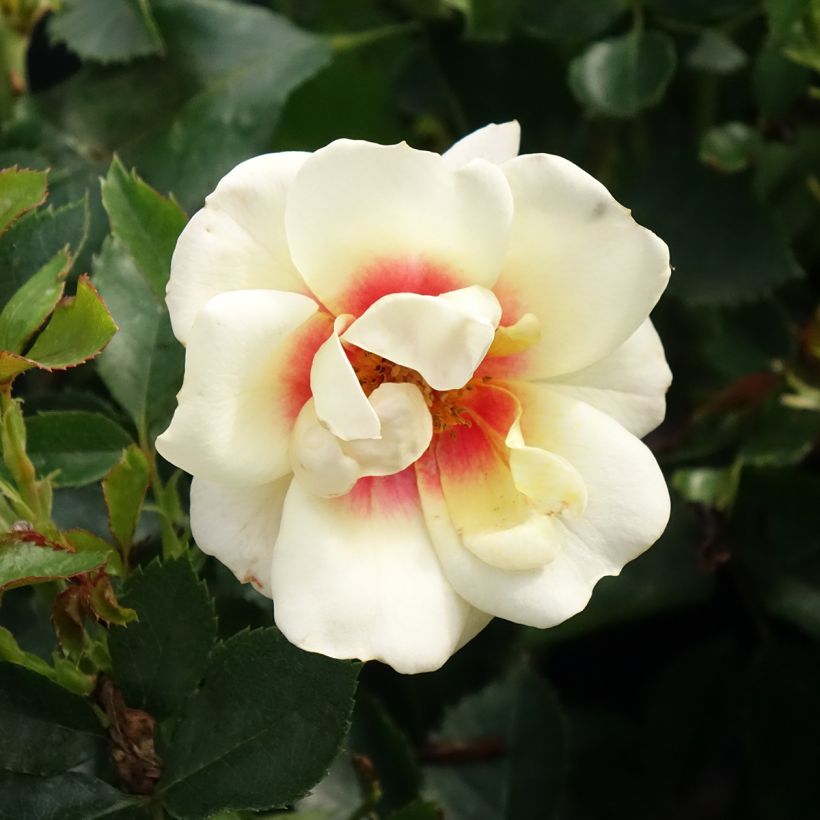 Rosa tappezzante Glorious Babylon Eyes (Fioritura)