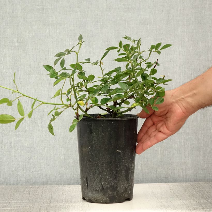Esemplare di Rosa tappezzante Lilliputs Little Sunset Vaso da 3L/4L consegnato in estate