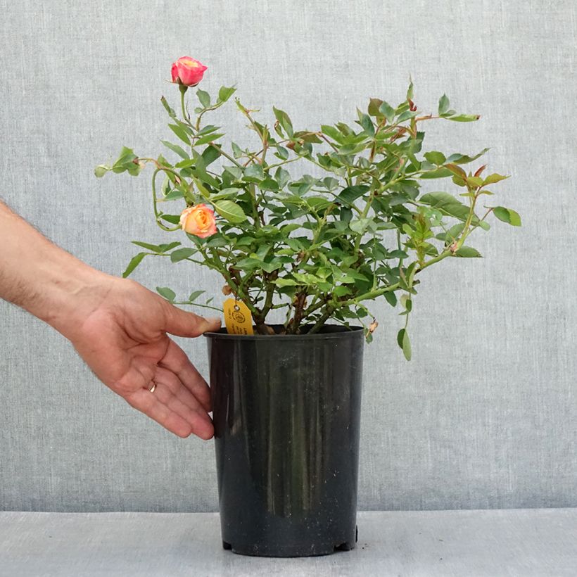 Esemplare di Rosa tappezzante Lilliputs Little Sunset Vaso da 1,5L/2L consegnato in estate