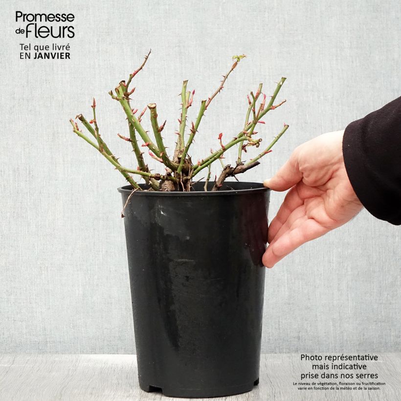 Rosa tappezzante Maestro Babylon Eyes Vaso da 4L/5L esemplare consegnato in inverno