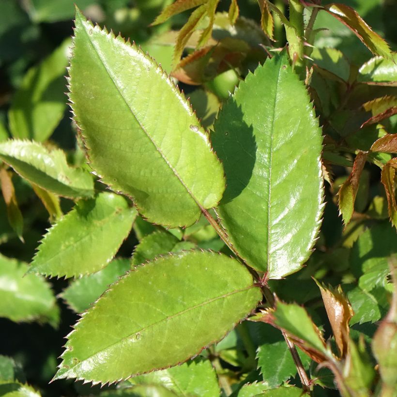 Rosa tappezzante Maestro Babylon Eyes (Fogliame)