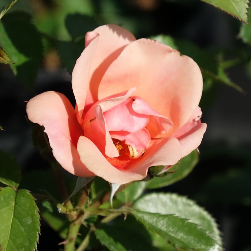 Rosa tappezzante Maestro Babylon Eyes (Fioritura)