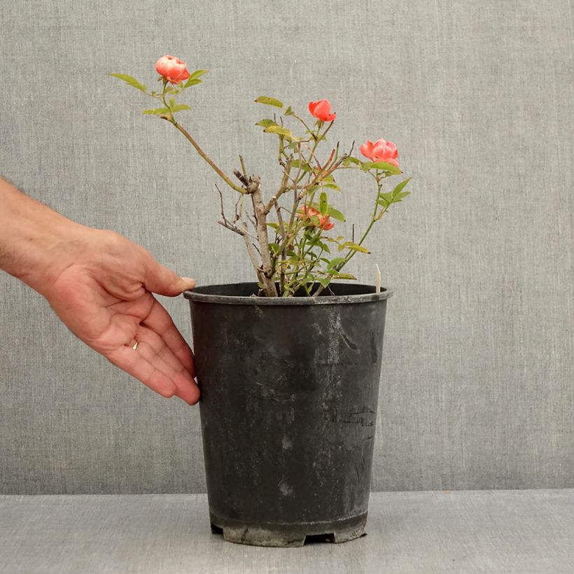 Esemplare di Rosa tappezzante Koster Orange Vaso da 3L/4L consegnato in estate