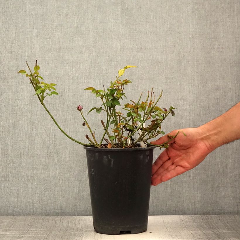 Esemplare di Rosa tappezzante Meillandina Lavender Vaso da 4L/5L consegnato in estate