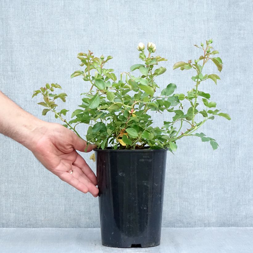 Esemplare di Rosa tappezzante Schneeküsschen Vaso da 2L/3L consegnato in estate