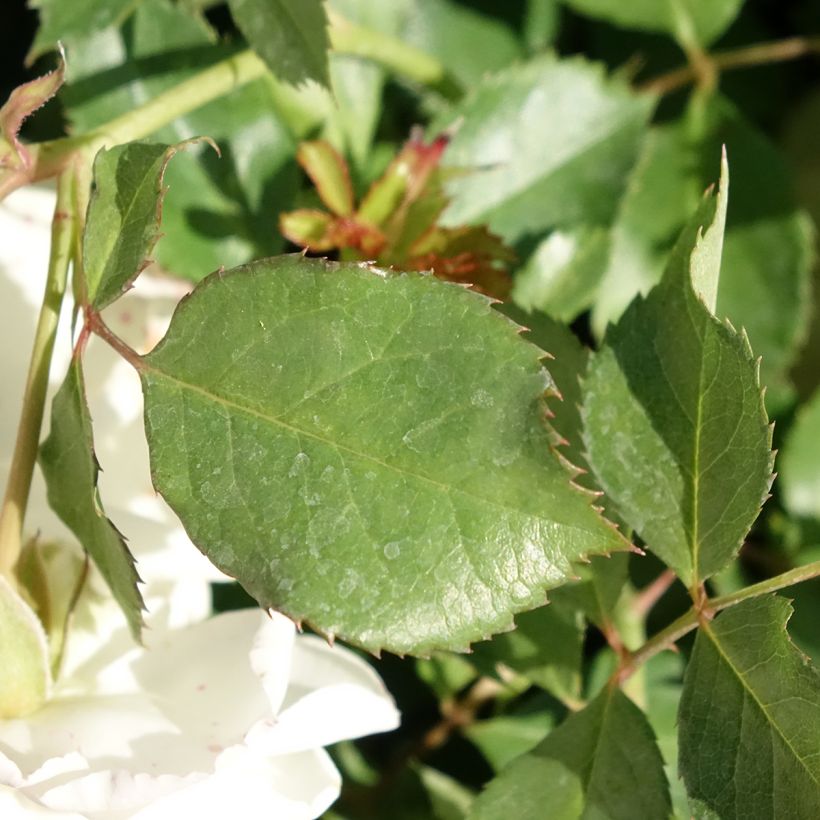 Rosa tappezzante Schneeküsschen (Fogliame)