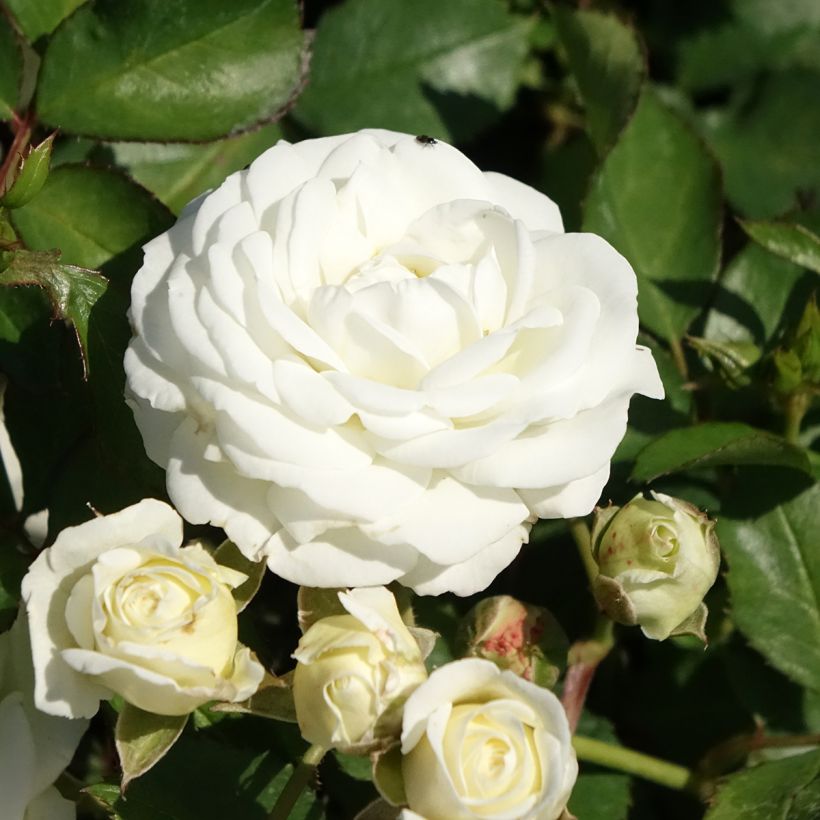 Rosa tappezzante Schneeküsschen (Fioritura)