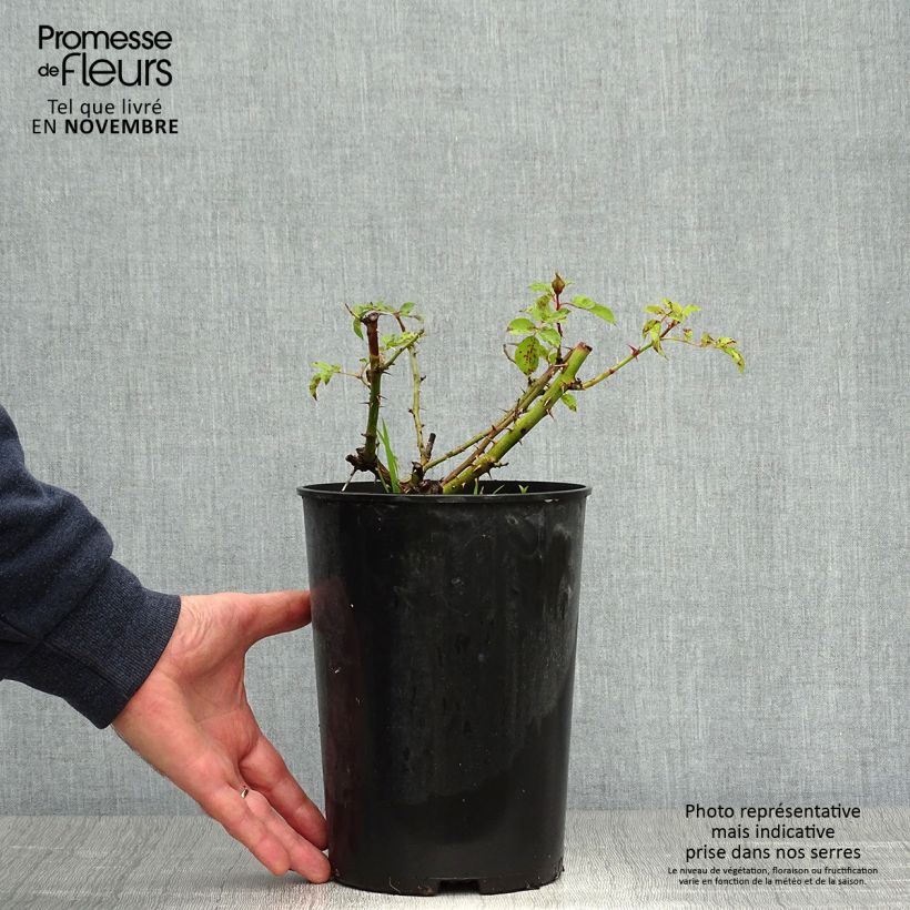 Esemplare di Rosa tappezzante Sunshine Babylon Eyes Vaso da 4L/5L come consegnato in autunno