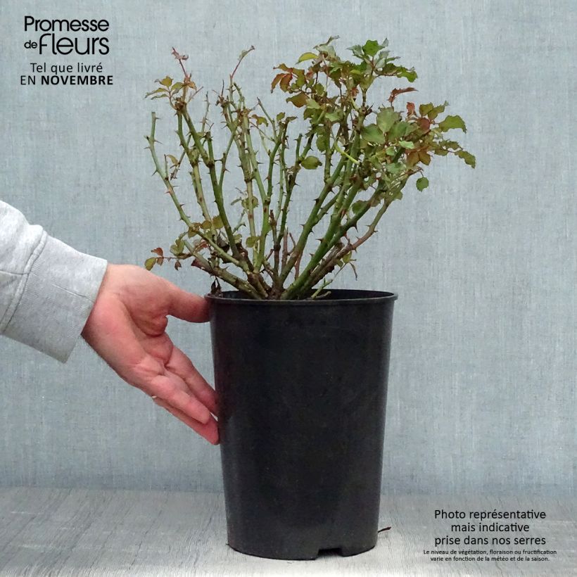 Esemplare di Rosa tappezzante Sweet Babylon Eyes Vaso da 4L/5L come consegnato in autunno