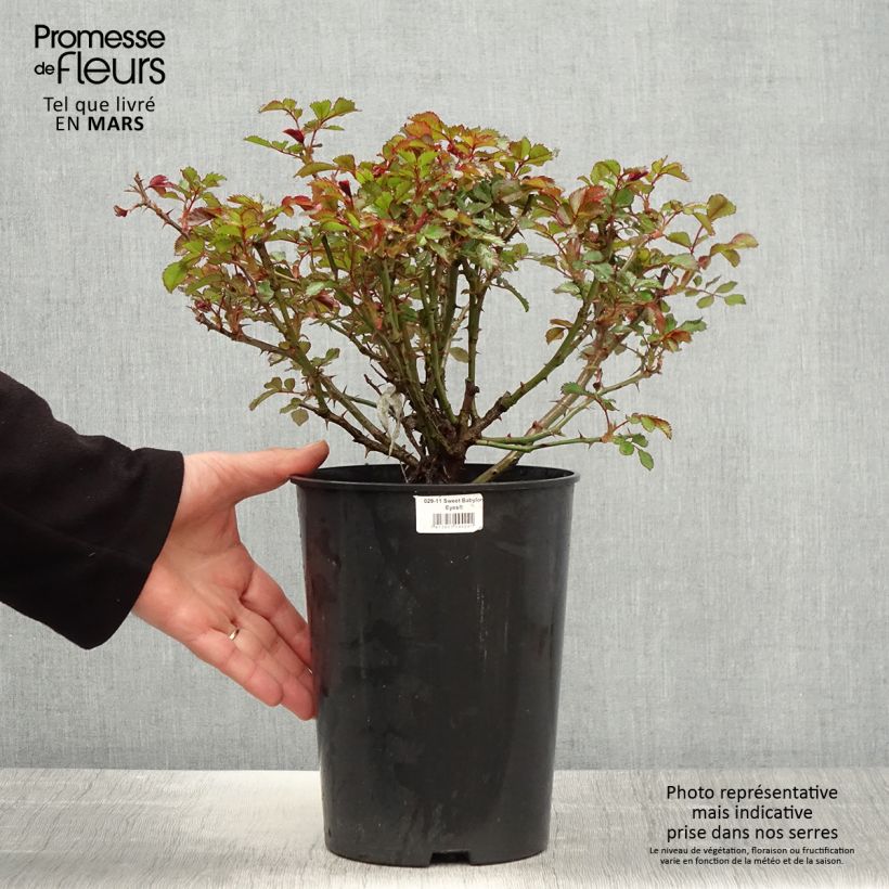 Rosa tappezzante Sweet Babylon Eyes Vaso da 4L/5L esemplare consegnato in primavera