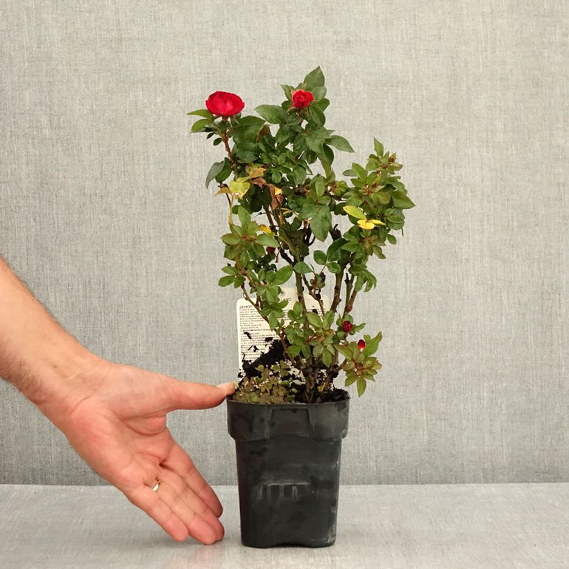 Esemplare di Rosa tappezzante Zepeti Meibenbino Vaso da Ø 10 cm/11 cm consegnato in estate