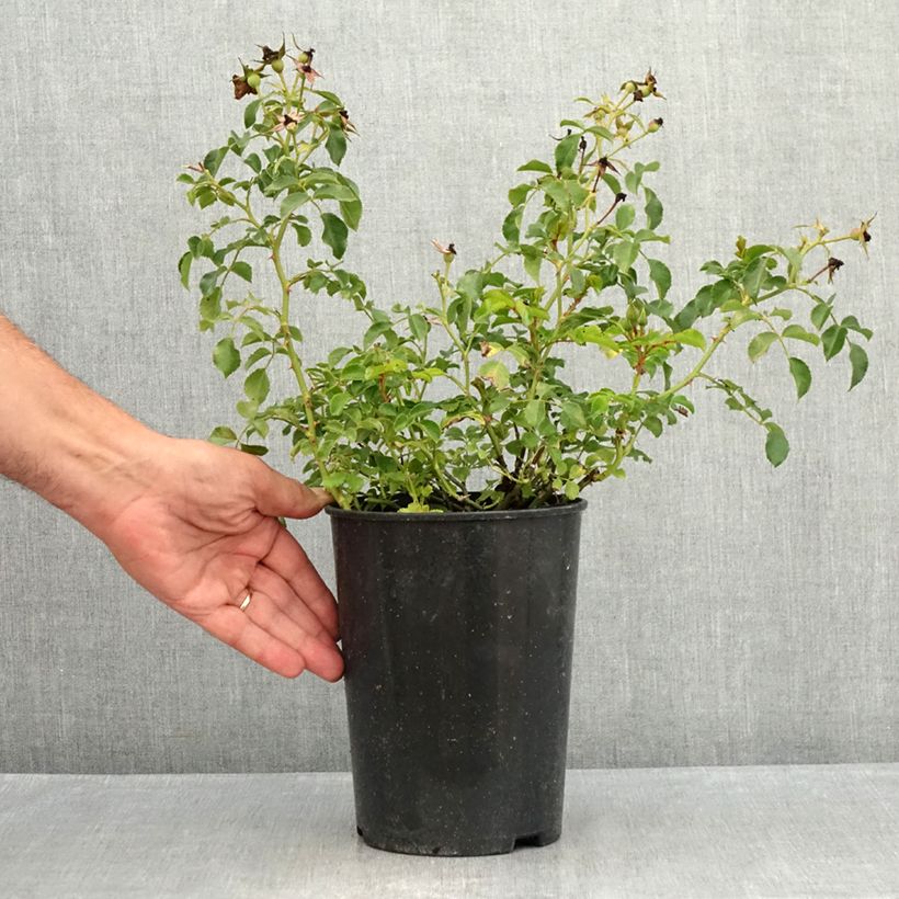 Esemplare di Rosa polyantha Nectar Garden Lilliput Lupo Vaso da 1,5L/2L consegnato in estate