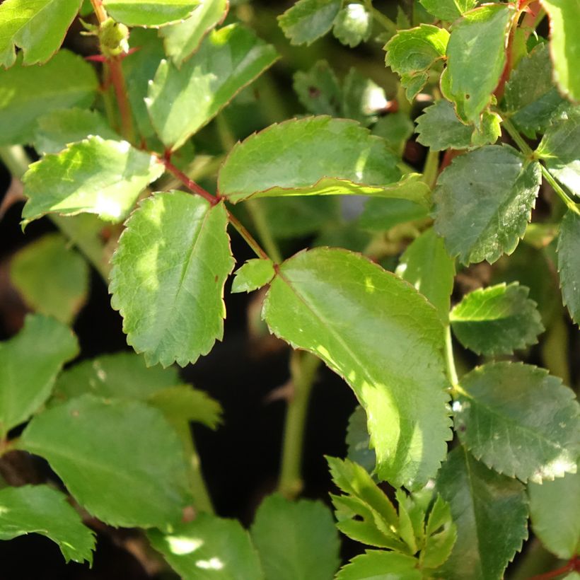 Rosa polyantha Nectar Garden Lilliput Lupo (Fogliame)