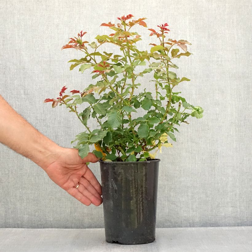 Esemplare di Rosa polyantha PATIO ROSE Xenia Korpinka Vaso da 1,5L/2L consegnato in estate