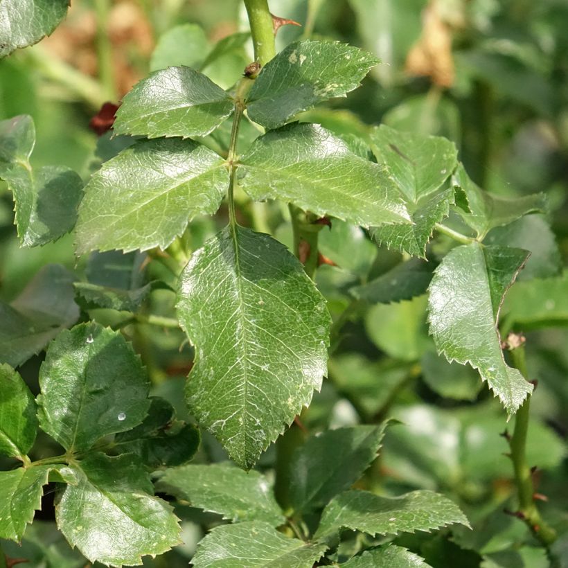 Rosa polyantha Les Quatre Saisons (Fogliame)