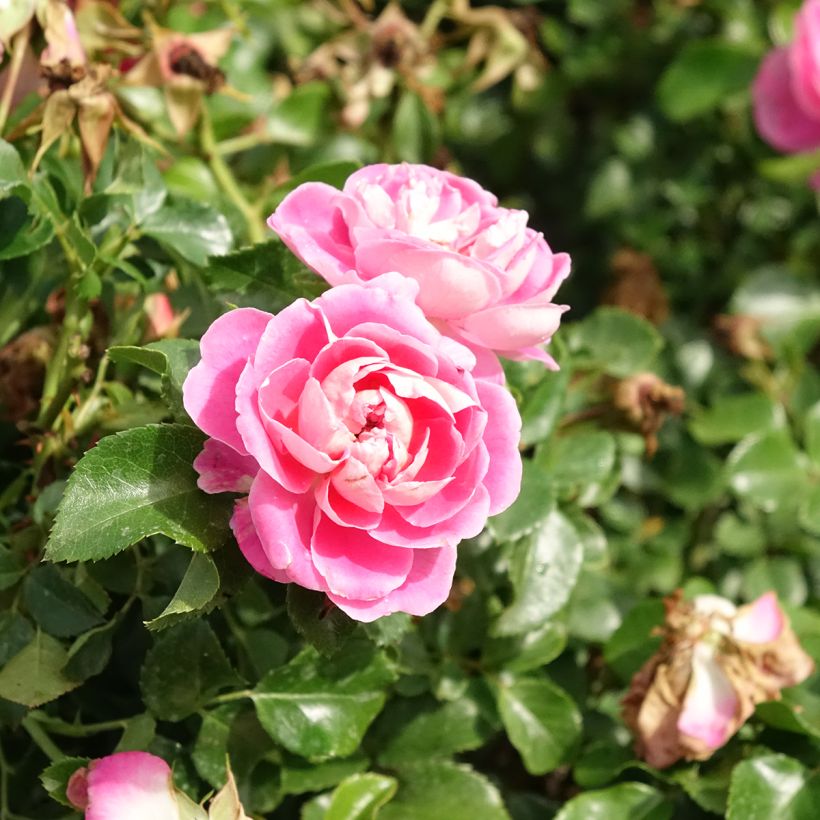 Rosa polyantha Les Quatre Saisons (Fioritura)