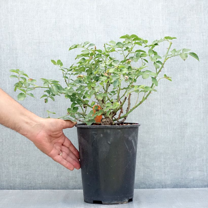 Esemplare di Rosier paysager Hello Vaso da 4L/5L consegnato in estate