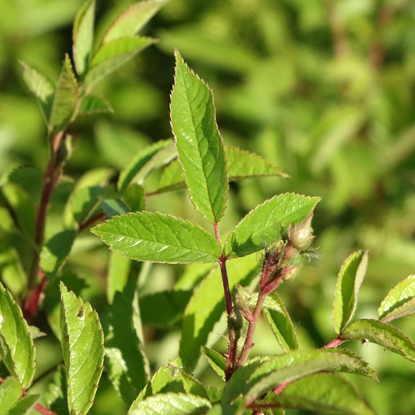 Rosa Rosanatura Bicolore - Rosa paesaggisticha (Fogliame)