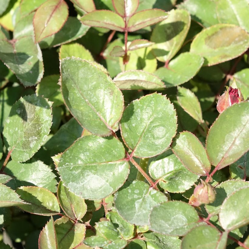 Rosa Street Colors Belle de Grasse 'Meibelitz' (Fogliame)
