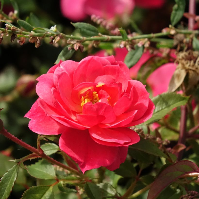 Rosa Street Colors Jolie Provence 'Meilegase' (Fioritura)