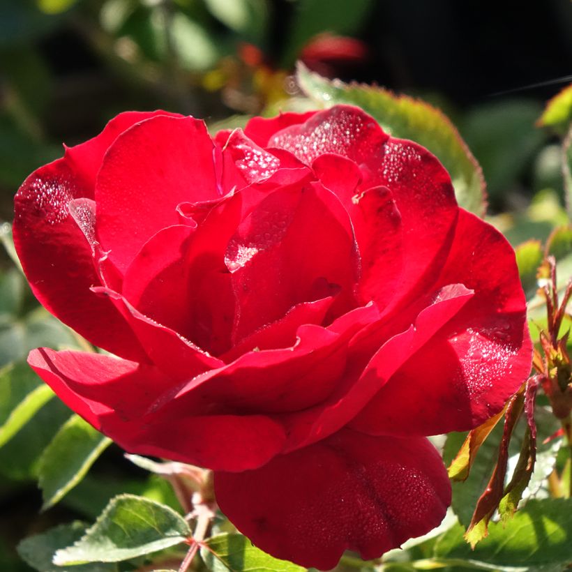 Rosa Street Colors Moulin Rouge Meitralight (Fioritura)