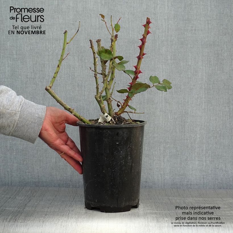 Esemplare di Rosa Princesse Astrid de Belgique - Rose ibrida di tea Vaso da 4L/5L come consegnato in autunno