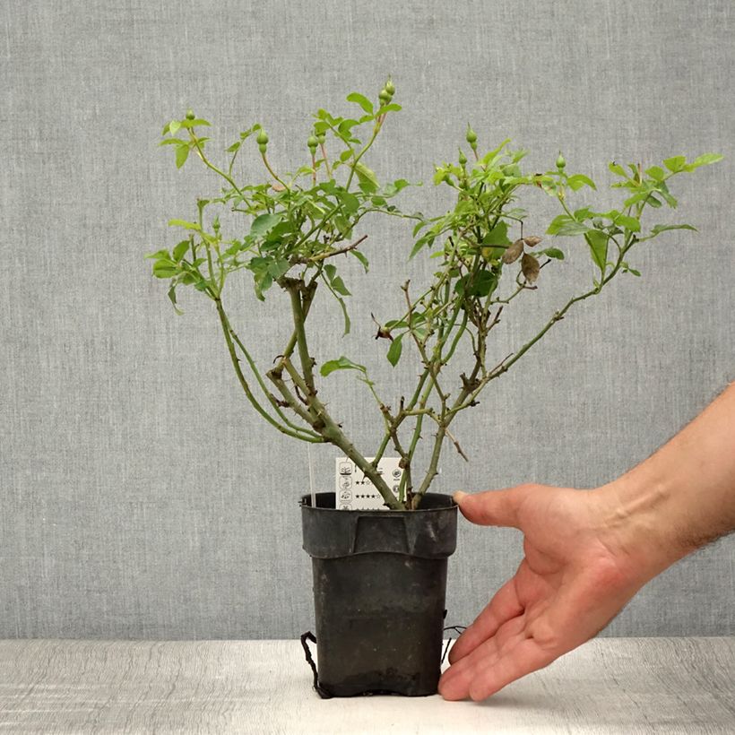 Esemplare di Rosa Rigo Rosen Innocencia Vaso da Ø 10 cm/11 cm consegnato in estate