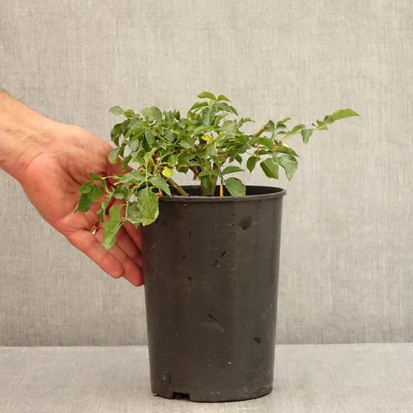 Esemplare di Rosa Rigo Rosen Solero Vaso da 1,5L/2L consegnato in estate